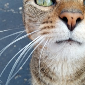 How a Sneeze Saved a Little Critter’s&nbsp;Life